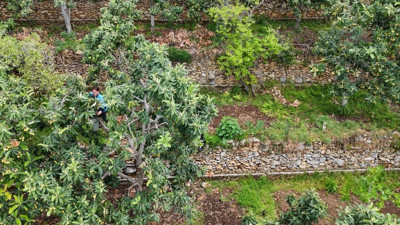 Günde 7 tane yemek böbrek, beyin ve karaciğeri yeniliyor. Alanya'da hasadı başladı