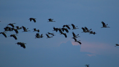 Leylekler Tuz Gölü'ne doluştu! Bahar geliyor...