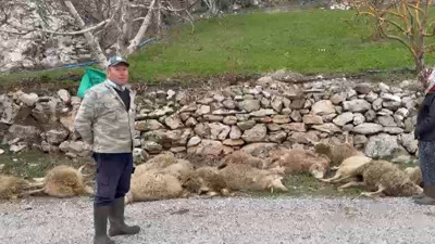 Satılacak kuzuları kurtlar parçaladı