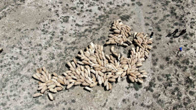 Çok sayıda mera ihaleye çıkarıldı