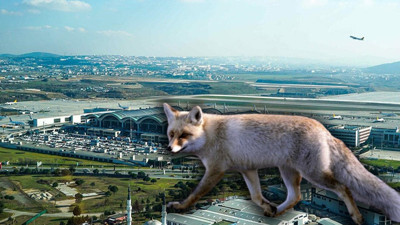 Sabiha Gökçen’de ‘Tilki’ sürprizi: Pilot apronda gördü, kontrolörleri uyardı