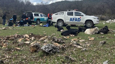 Besicinin kâbusu! Keçiler kurtların saldırısına uğradı: Ekipler seferber oldu