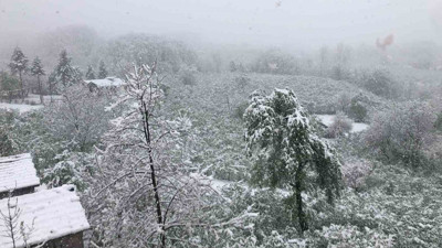 Ordu’da Nisan ayında yağan kar, üreticileri endişelendirdi: Fındık üreticileri teyakkuzda