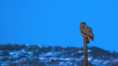 Türkiye’nin nadir misafiri! Sivas’ta objektife takıldı