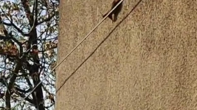 Evin duvarında gezinen 3 sincap görüntülendi