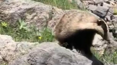 Batman'da 'porsuk' görüntülendi