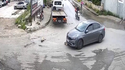 İzmir'de insanlık öldü dedirtti! Vicdansız şahıs köpeği ezip arkasına bile bakmadı