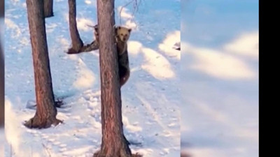 Bal peşinde: Kovanları parçaladı: Köylüyü korku sardı