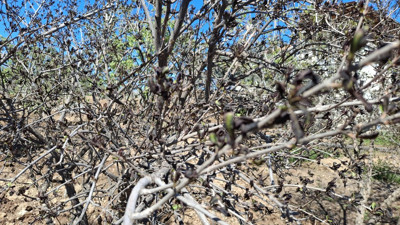 Adıyaman'da ağaçları don vurdu