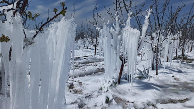Kayseri’de zirai dona karşı buzlu yöntem! Elma üreticileri tedirgin