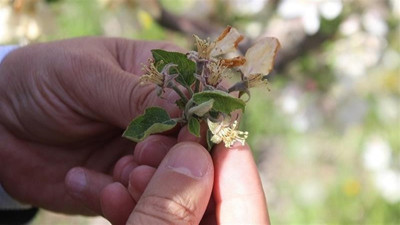 Zirai don nedeniyle elma ağaçları zarar gördü