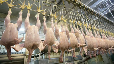 Tavuk devine komik ceza! Ölümcül bakteri bulunan ürünleri toplatılmıştı