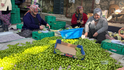 Mersin’de Erik hasadı başladı: Don vurdu: Rekolte alarm verdi