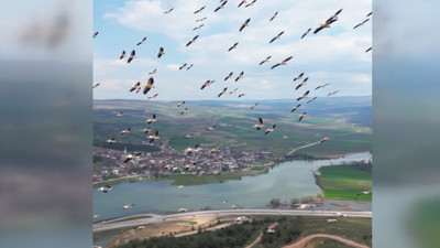 Bursa'da göçmen kuş şenliği: Baharın müjdecisi Pelikanlar kanat açtı