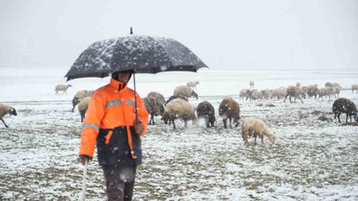 Muş’ta küçükbaş hayvanlar tipiye yakalandı