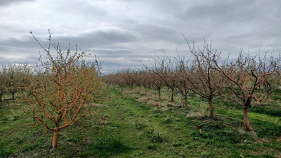 Meyve krizi kapıda! Kara haberi çiftçiler verdi