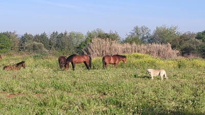 Spil Dağı’ndan şehir merkezine: Manisa sokaklarında yılkı atı devri!
