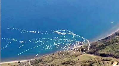 Pelikanlar gökyüzünü süsledi!