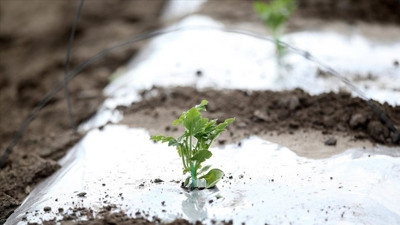 Meteoroloji uyardı: Zirai don bekleniyor! (15 Nisan 2025)