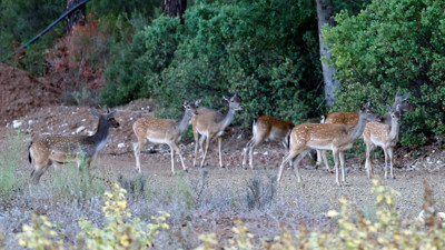 Nesli tehlikedeki 312 yaban hayvanı yetiştirildi