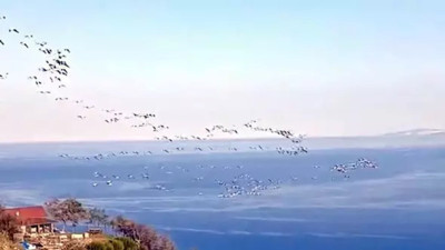 Gökyüzünde süzülen pelikanlar kamerada