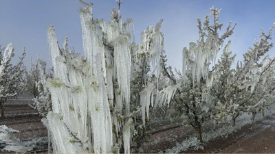 Zirai don önergesi TBMM'de kabul edildi! Olumsuz etkileri araştırılacak