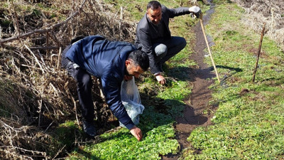 Dere kenarından bedavaya topluyorlar marketlerde astronomik fiyata satılıyor. Tansiyon ve stresin 1 numaralı ilacı