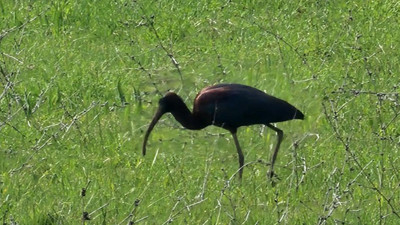 Türkiye’de ilk kez görüntülendi: Metalik renkli tüy yapısıyla dikkat çekiyor