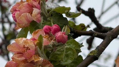 Samsun'da 'zirai don'! 3 ürün de tehlikede