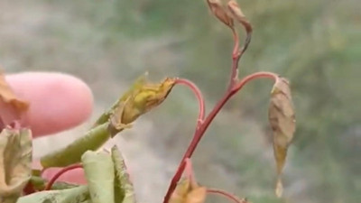 Zirai don tarımsal üretime zarar verdi