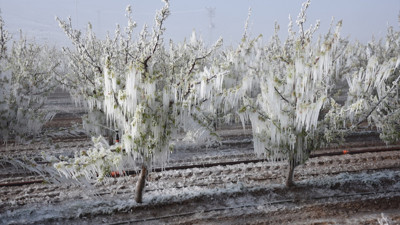 Zirai don felaketinin faturası çok ağır olacak: Gıda enflasyonunu körükleyecek