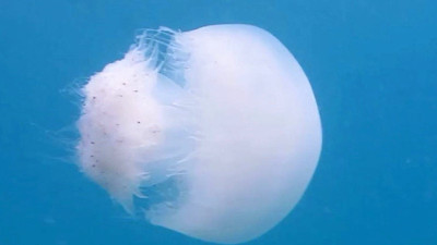 Göç başladı: Akdeniz’e denizanası uyarısı! Temas etmeyin