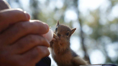 Gece gündüz şefkat: Yavru hayvanların hayat hikâyesi