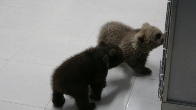 Ormanda bulunan yavru ayılar ‘Bulut’ ile ‘Yağmur’ özel mamalarla besleniyor
