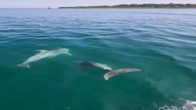 Tekirdağ'da yunuslar balıkçı teknesine eşlik etti! O anlar kameraya yansıdı