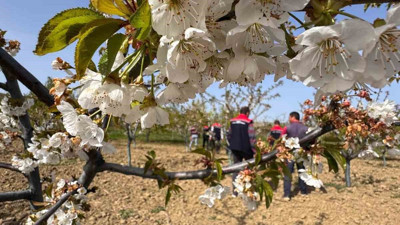 Üreticilere don zararına ilişkin kritik bilgi verildi