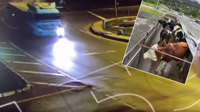 Aksaray'da inek hırsızlarını yanmayan far yaktı! 480 kilometre yol gittiler