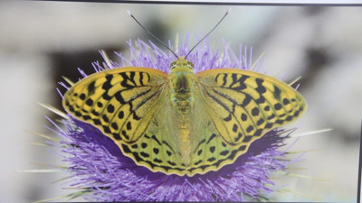 Mutlu Kelebekler Festivali'nden renkli görüntüler