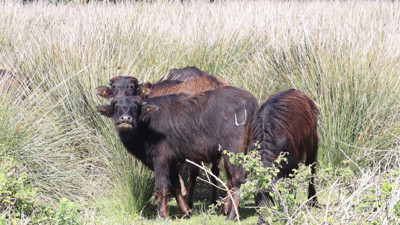 Samsun'dan Kandıra'ya taşındı! 36 'comba' için seferber oldular...