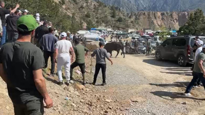 Boğalar arena dışına çıktı vatandaşlar panik oldu