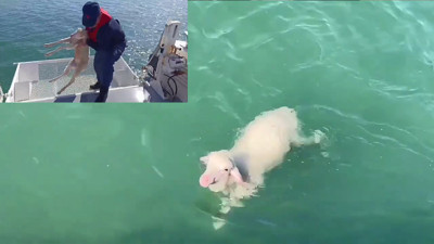 Ayvalık’ta denizden kuzu çıktı