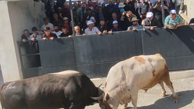 Boğa güreşlerinde panik dolu anlar