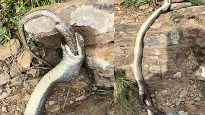 Bir yılan bir başka yılanı yerken görüntülendi