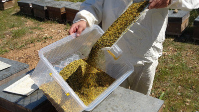 Sarı altın hasatı başladı! Kısırlığı tedavi ediyor, alerjiyi anında bitiriyor: Kilosu bin 300 lira