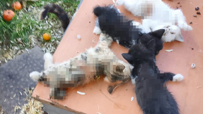 Bursa'da yavru kediler vahşice katledildi! Vicdansızlığın böylesi...