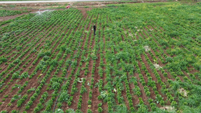 Tarlada 5 markette 25