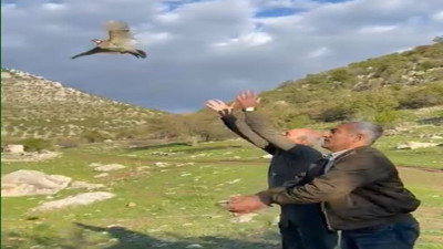 Yasa dışı avlanan kınalı kekliklere özgürlük!