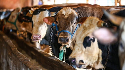 Kurban Bayramı yaklaşıyor! Peki kurbanlık fiyatları ne kadar oldu? İşte güncel kurbanlık fiyatları...