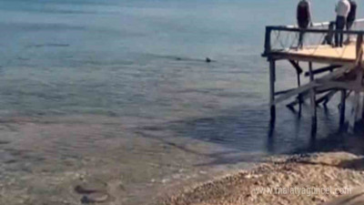 Datça’da köpek balığı alarmı! Kıyıda iki tane birden görüldü