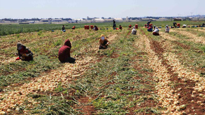 Adana’da çiftçinin soğan hayali yıkıldı: Tarlada fiyatlar dibe vurdu